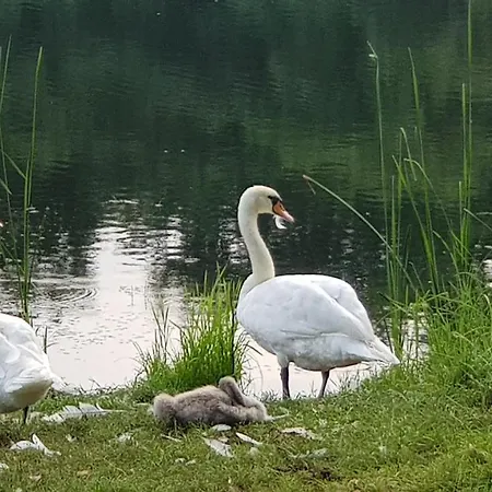 Przystan Apartament *