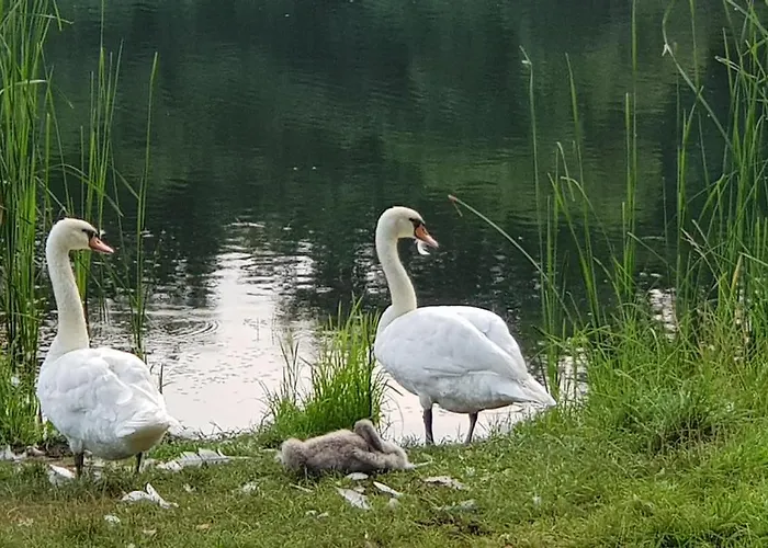 Przystan Apartment *